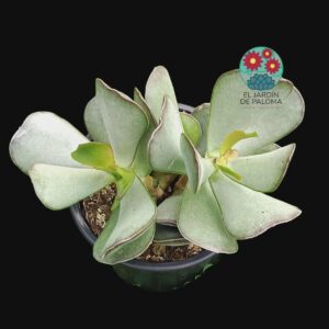 Cotyledon orbiculata var. "Pig´s ear"