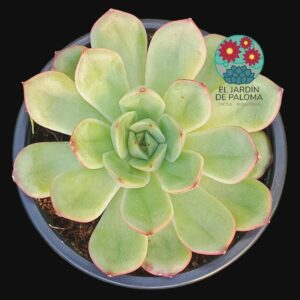 Echeveria Orange