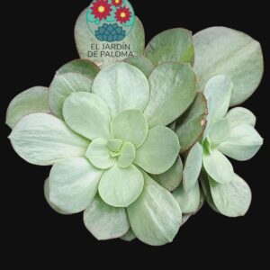 Echeveria hibrido de Gibbliflora (es bastante grande)