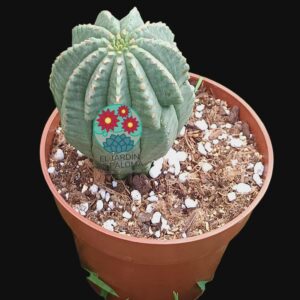 Euphorbia Obesa x horrida inermis