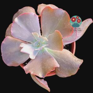 Echeveria "Mauna loa" (aún joven pero con buen tamaño)