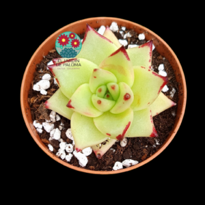 Echeveria Agavoides "aquamarine"