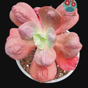 Echeveria gibbiflora "Increible" (maceta grande"