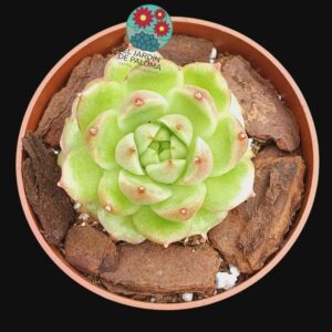 Echeveria Phoenix fire (importación, poca raíz))