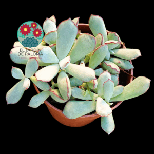 Kalanchoe "Choco-line"