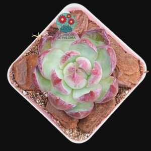 Echeveria Surprising fairy (importación)