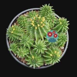 Euphorbia Suzannae