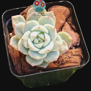 Echeveria Vanilla bis (importación)