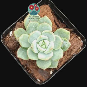 Echeveria Vanilla bis (importación)