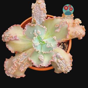 Echeveria Virginia Lee (muy grande también)