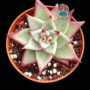 Echeveria Agavoides "Red edge"