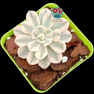 Echeveria Runyonii rose variegata (importación)
