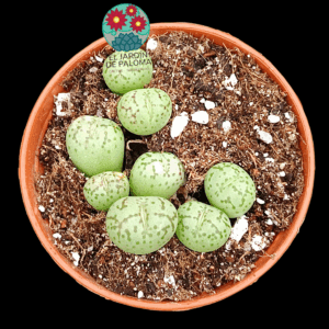 Conophytum obcordellum (maceta pequeña)
