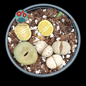 Lithops mix
