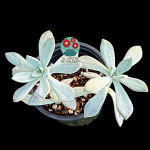 Pachyveria pachyphytoides doble roseta