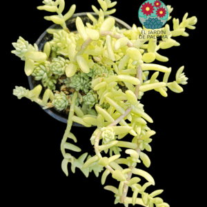 Sedum Hemsleyanum o "collar de princesa"