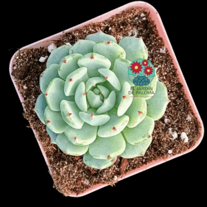 Echeveria Cuspidata hibrida (novedad)