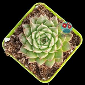 Graptoveria "Sweet flame" (novedad)