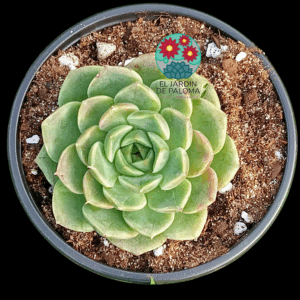 Echeveria "Bubbaloo" (novedad)
