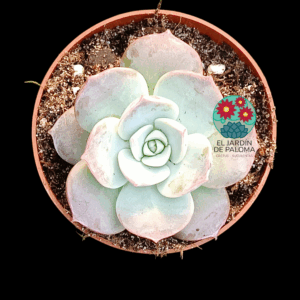 Sedum sinforosanum (novedad)