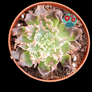 Graptoveria "Starfire" (novedad)