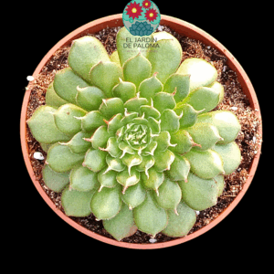 Graptoveria Iona (novedad)