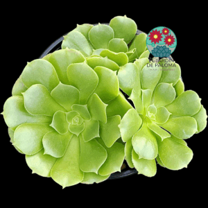 Aeonium arboreum 3 rosetas