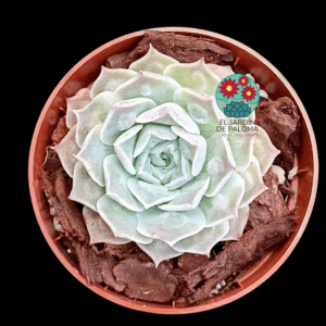 Echeveria "Gilo" (importación)