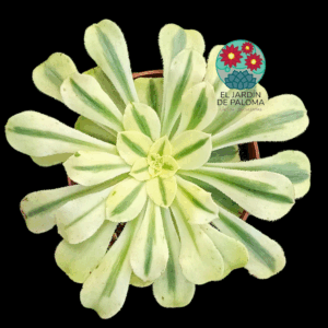 Aeonium Porsche variegata