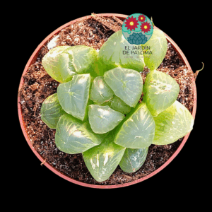 Haworthia cooperi obtusa