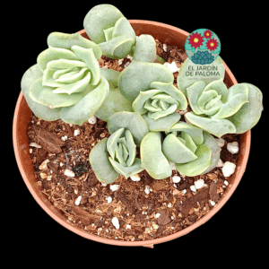 Graptoveria Lovely rose bouquet