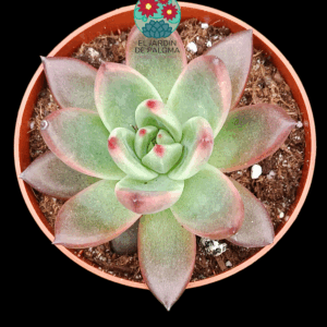 Echeveria Colorata x romeo (novedad)
