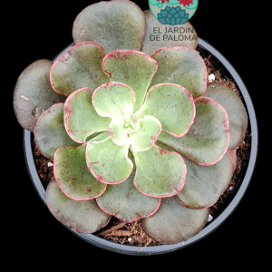 Echeveria Painted frills