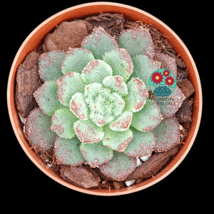 Echeveria Carol (importación)
