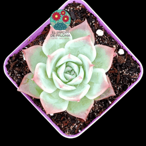 Echeveria Chihuahuensis "Yecora"
