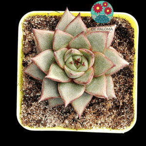 Echeveria Colorata x purpusorum