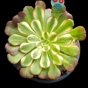 Aeonium Garnet yellow variegata (importación)