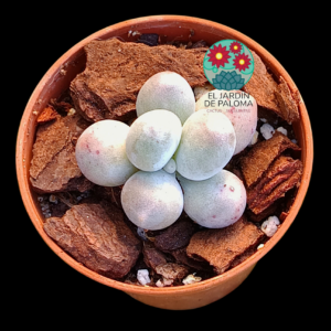 Pachyphytum "Rice dumpling" (importación, maceta pequeña)