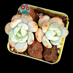 Echeveria "All star" (importación, doble roseta)