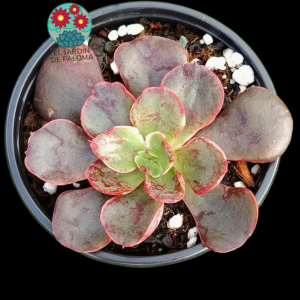 Echeveria Painted frills