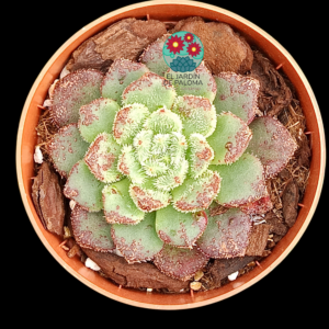 Echeveria Carol (importación)