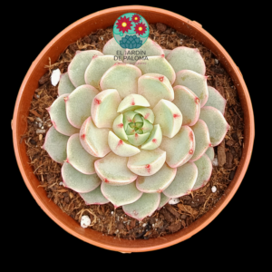 Echeveria "Ben badis"