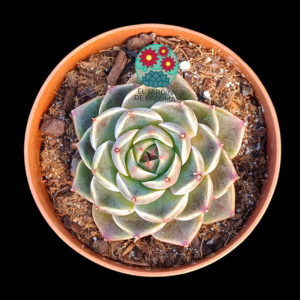 Echeveria "Bubbaloo"