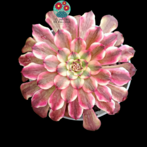 Aeonium Black king kong variegata (importación)