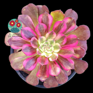Aeonium Garnet yellow variegata (importación)