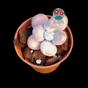 Pachyphytum "Rice dumpling" (importación, maceta pequeña)