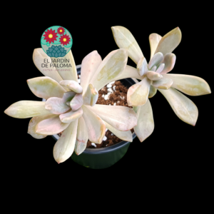 Pachyveria pachyphytoides doble roseta