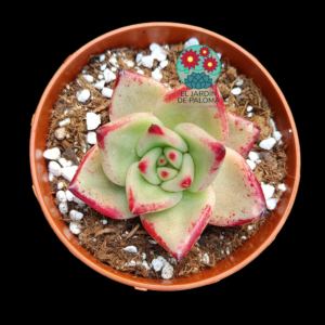 Echeveria Agavoides ebony