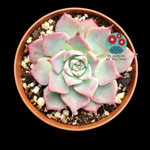 Echeveria Chihuahuensis "Yecora"