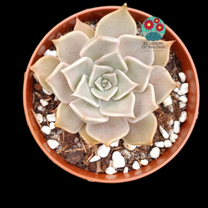 Echeveria "Santa Ana" de Suculentia